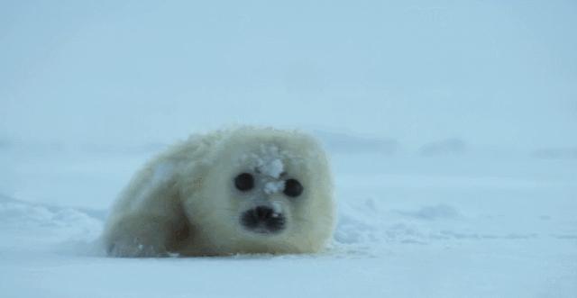 这几部口碑爆棚的宝藏纪录片,国庆孩子必看的8部神级纪录片