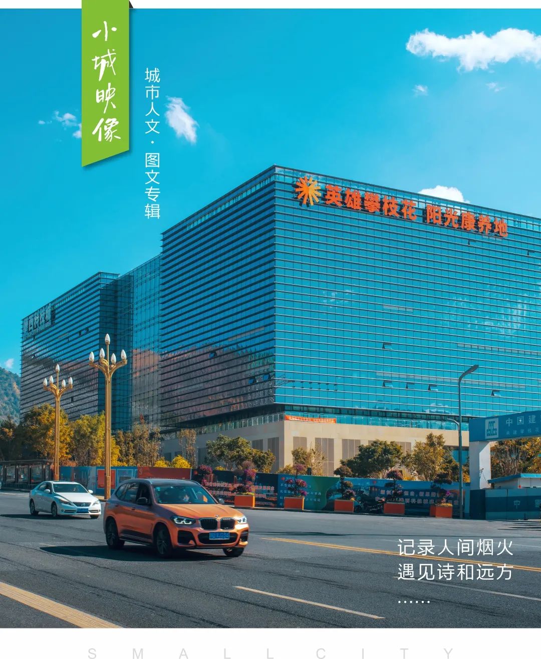 攀枝花是一种什么花,什么是攀枝花铁树