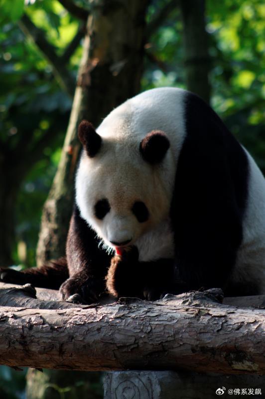 不高的高高和他不白的老婆白云——91年出生的童颜女神大熊猫白云