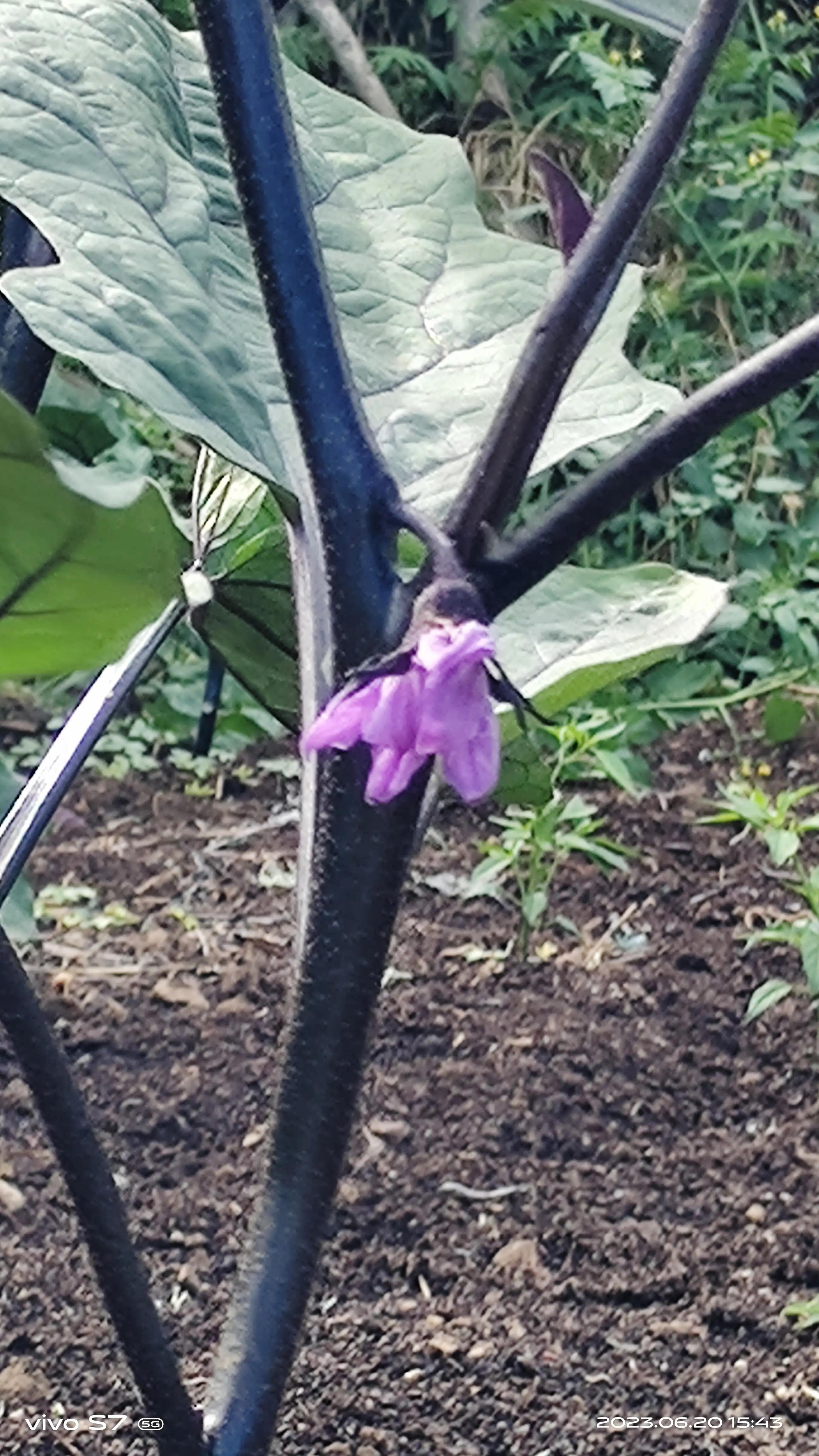 国庆见闻三年级2则,寒假见闻三四则