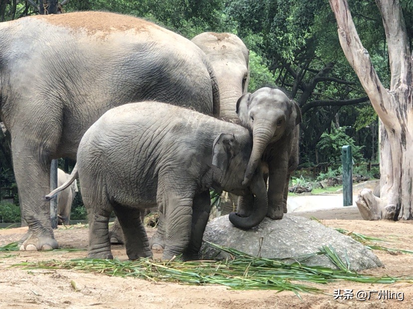 世界大象日了解亚洲象大种群,大象培育巨象