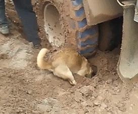 为什么断尾会延长狗狗寿命,狗狗一年的寿命是人的多少年