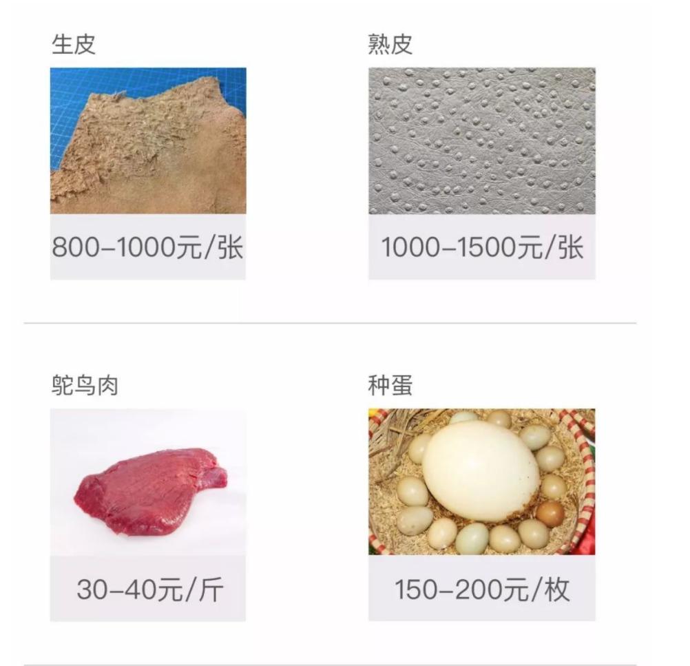 国外鸵鸟养殖前景如何,鸵鸟怎么养才能更好更赚钱