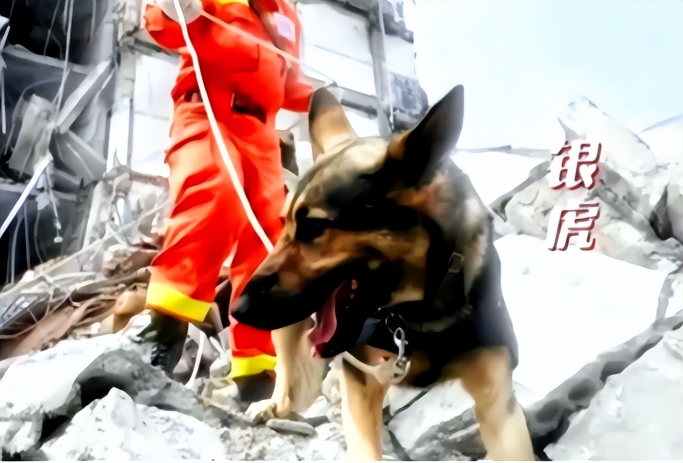 汶川地震67只搜救犬全部离世,汶川地震的67只搜救犬