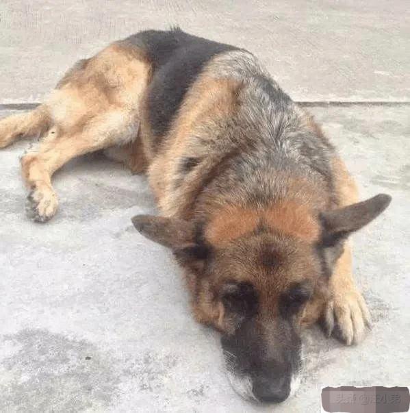 养了15年的狗突然不认识了,成年狗养了3天能找到家吗