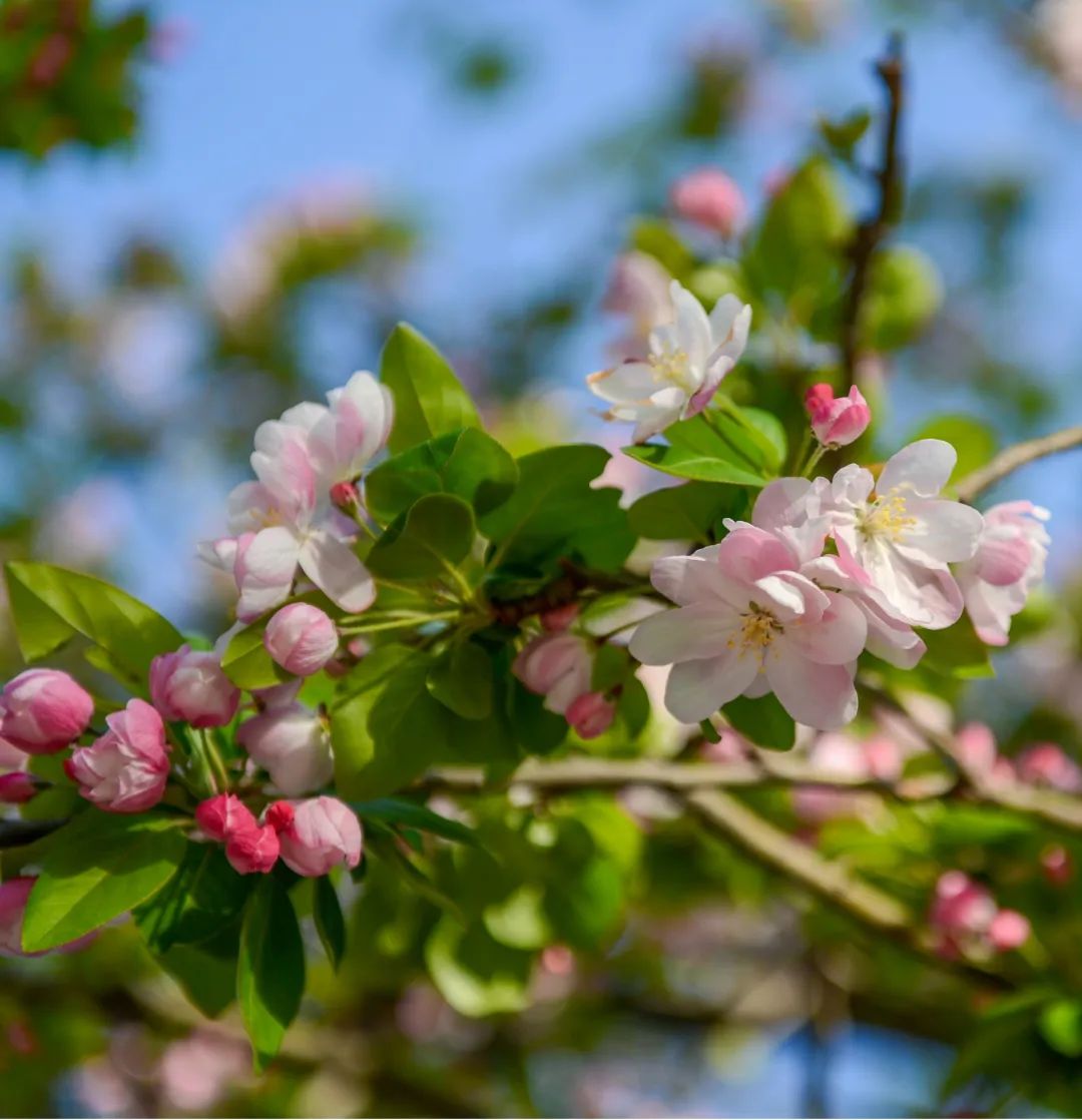 济南周边春天赏花全攻略,济南春日赏花攻略已送达