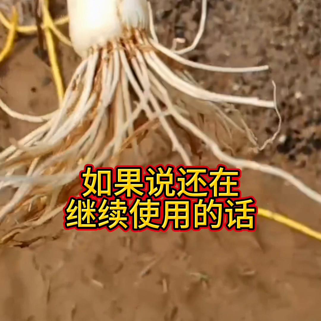 7月份大葱根腐病软腐病大爆发，别怕。教您一招搞定@抖音短视频