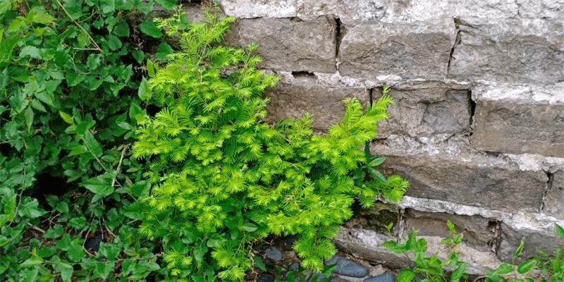 明孝陵水杉网红打卡,南京明城墙惊艳