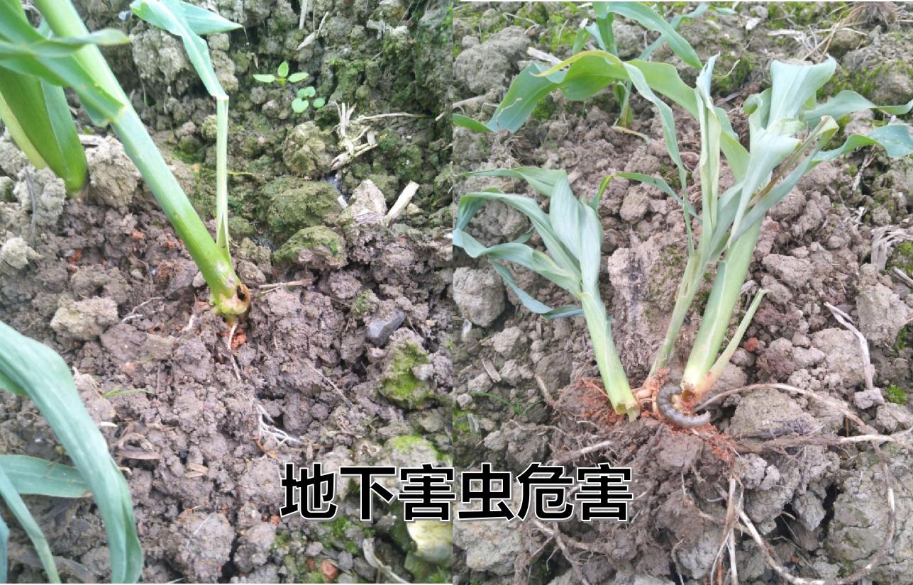 玉米苗施尿素叶子黄怎么办,玉米苗打除草剂叶子发黄怎么补救