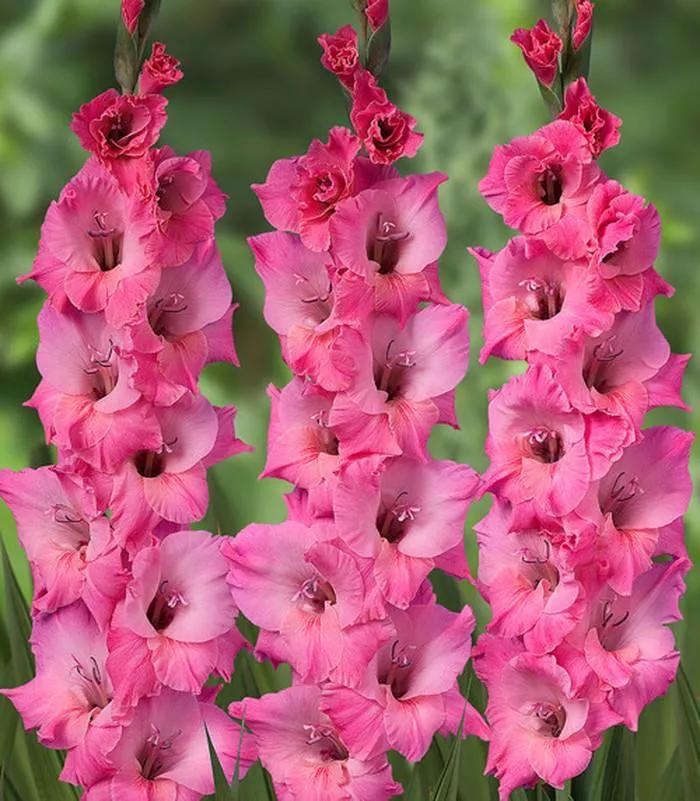 种球一年四季开花品种有哪些,硬根花卉种球大全图解