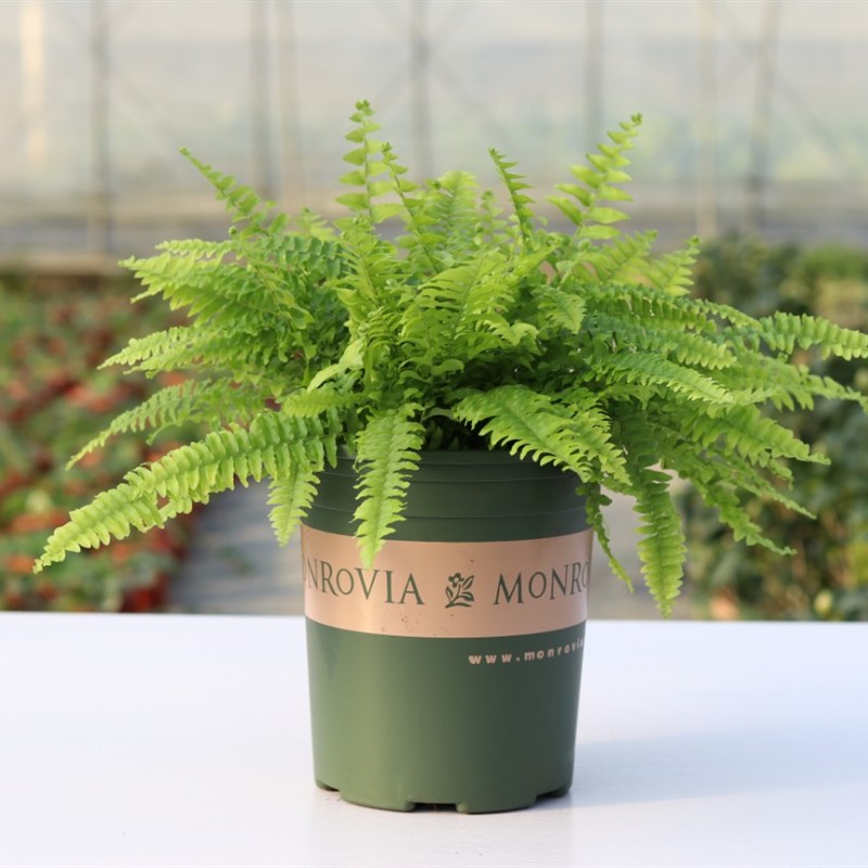 蕨类冬天怎么养护,蕨类植物冬季怎么养