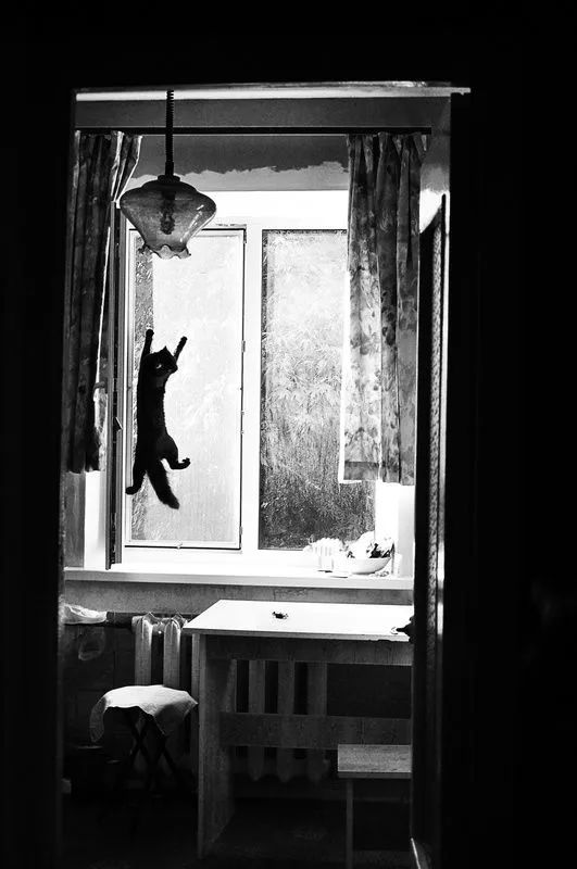 涂鸦诗歌|琉璃姬：笔直需要比沉默更接近桉树