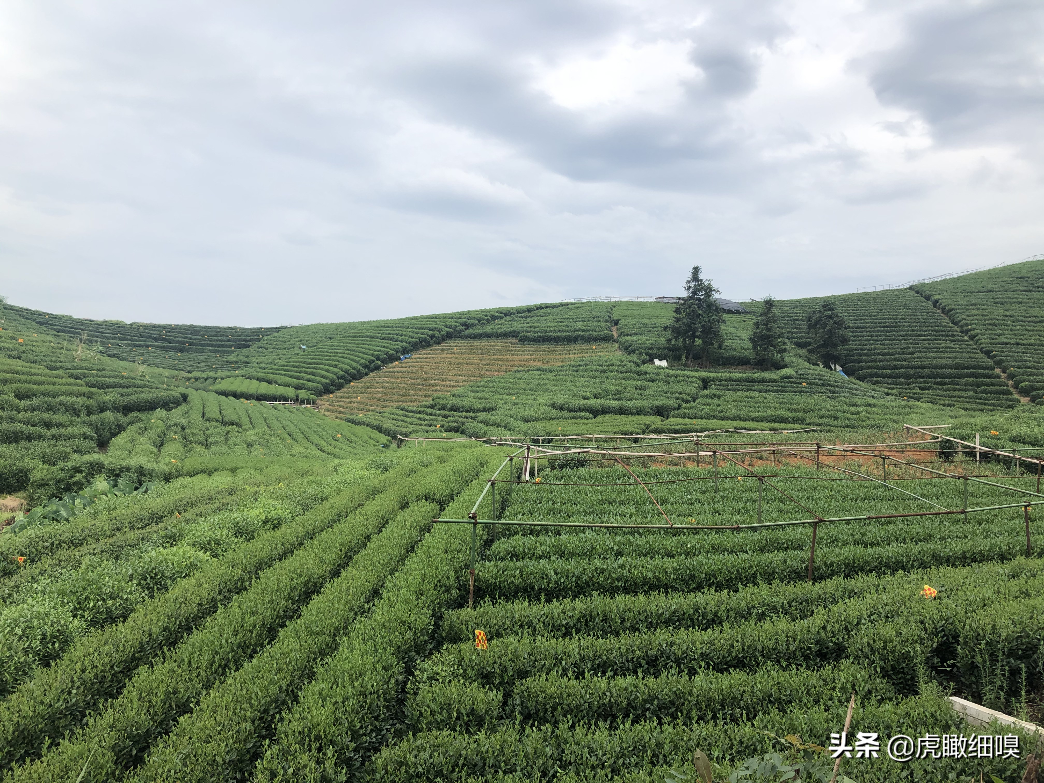 杭州最有名的茶旅,杭州盛产茶的地方有哪些