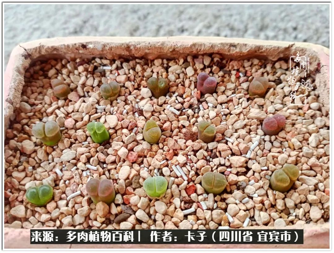 送我一轮明月文案,送我一轮明月