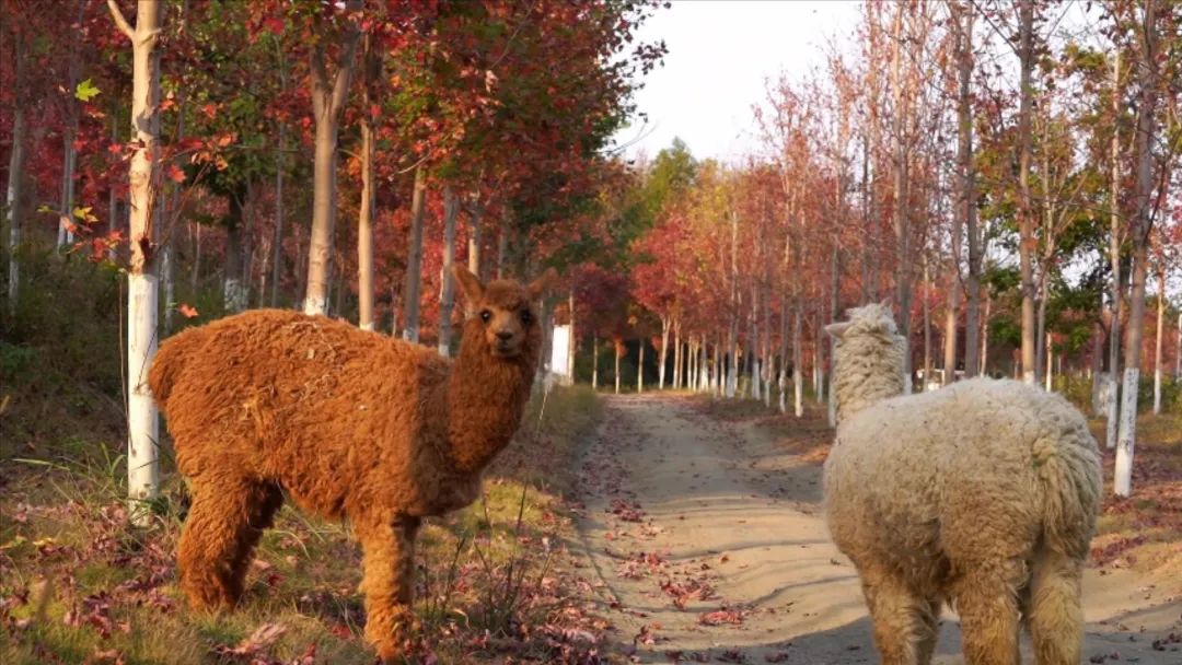 韶关看枫叶的地方,秋天韶关哪里看枫叶最佳