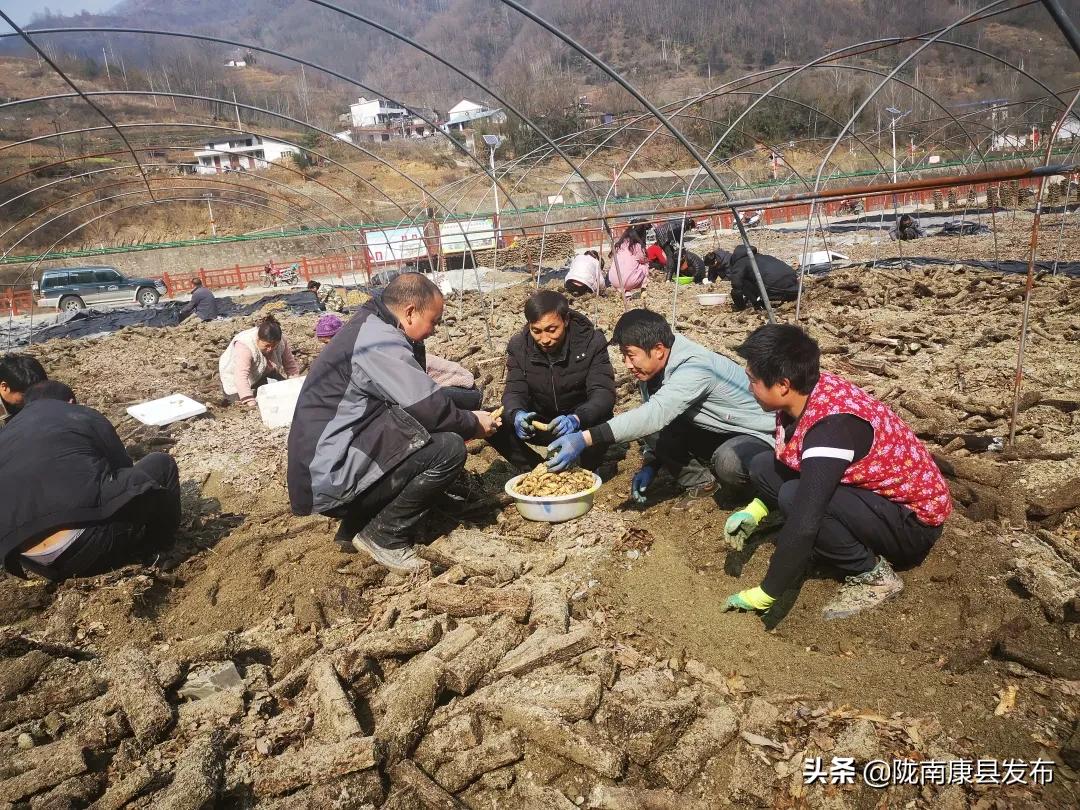 天麻种植产业园,发展天麻种植产业