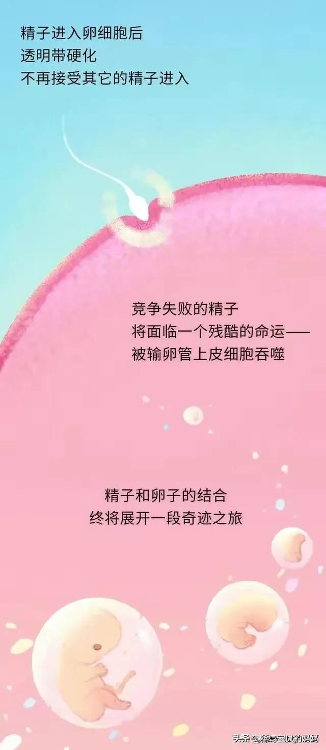 精子进入女性体内的24小时，都经历了什么？漫画