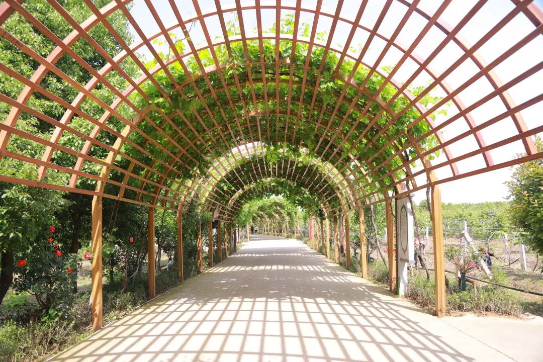 美丽邹庄“乐”翻了!