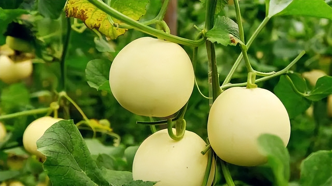 热吃什么水果解暑最好,1月份到12月份吃的应季水果