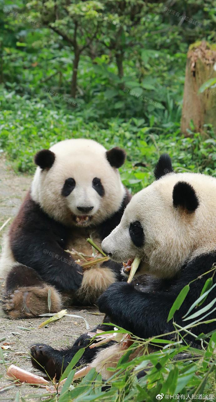 花花：接住谭爷爷给的小苹果，仿佛接住了整个世界。