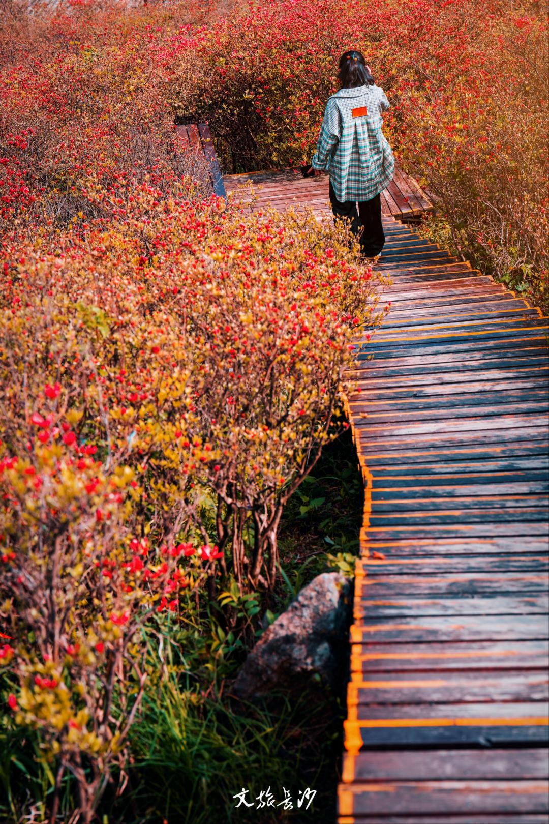 娴忛槼鐑熻姳鏃呰,鏄熷煄鏃呮父鏀荤暐