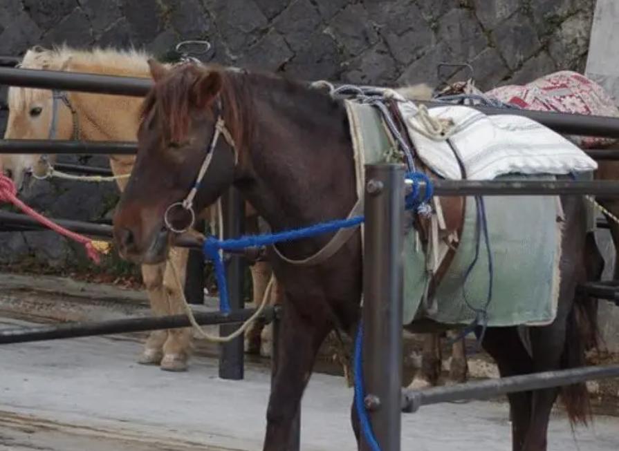 明朝赋役制度改革措施,明朝赋役制度有多强