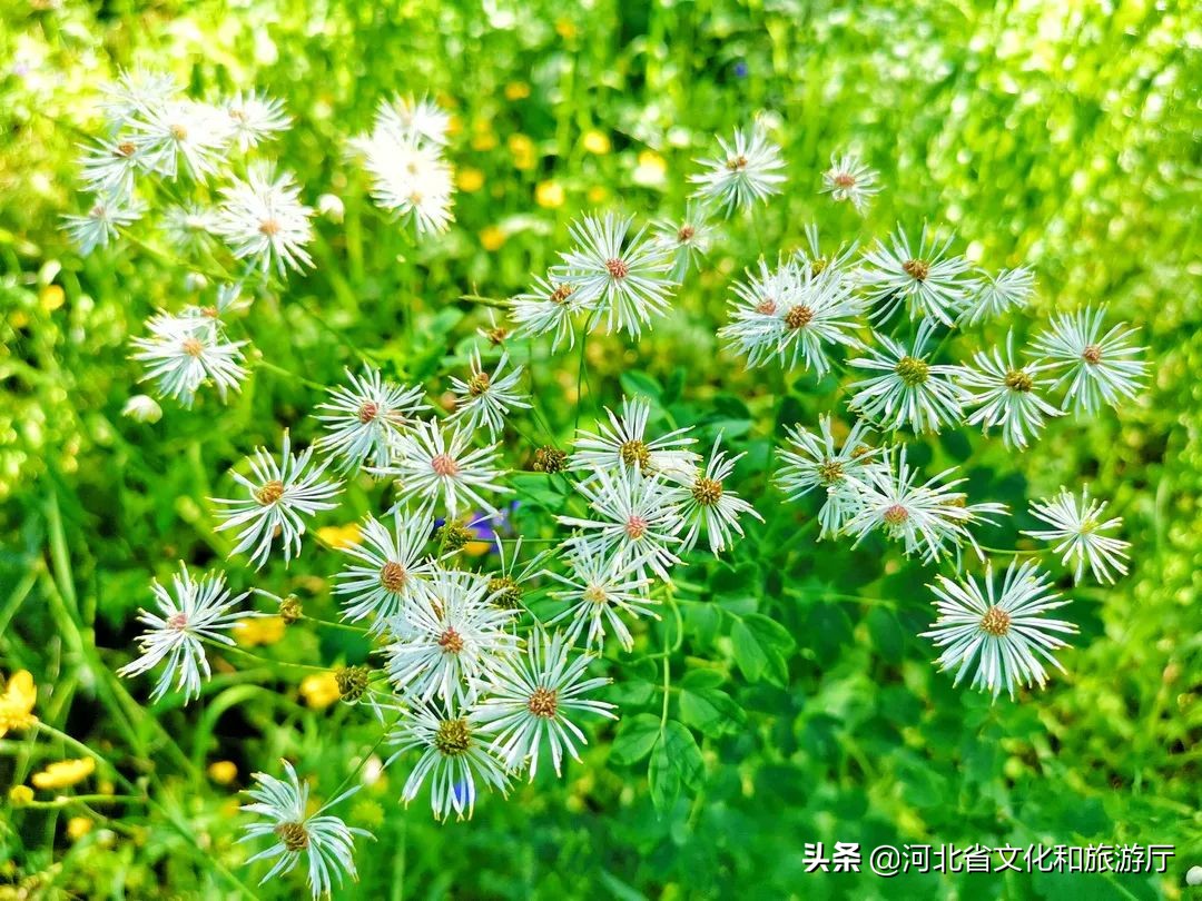 丰宁坝上草原京北第一天路视频,京北第一天路最好看的路