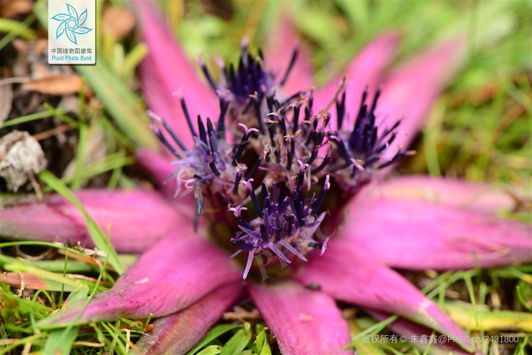 Nice兔meetyou,“属兔”的植物你知道多少?