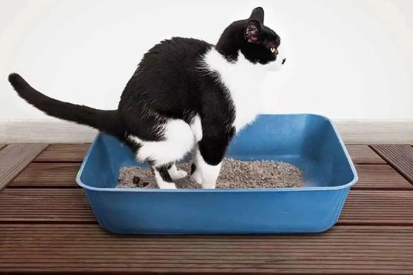 三天没铲屎猫咪会生病吗,小猫咪便秘了拉稀屎怎么办