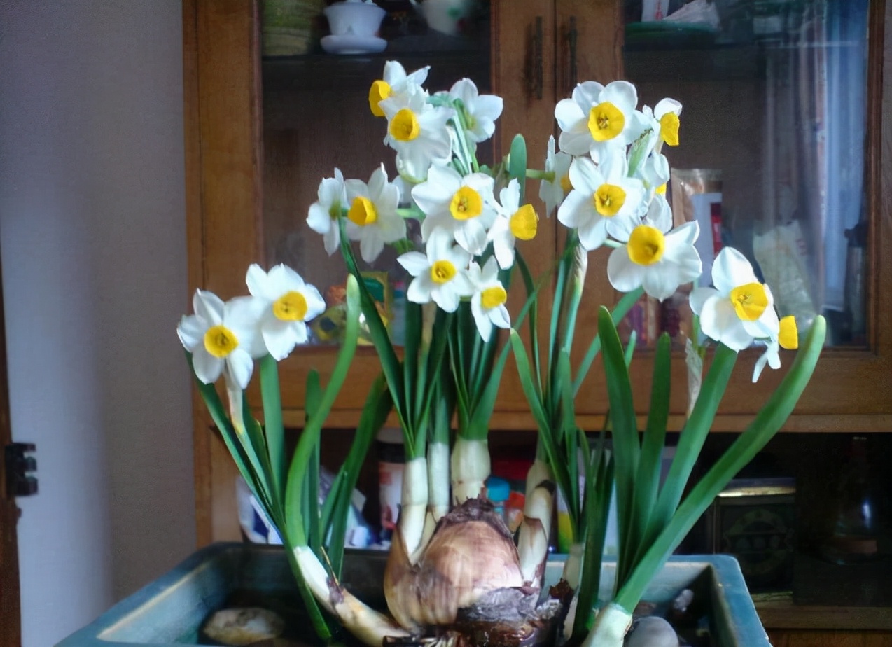 6种年宵花现在买最省钱,年宵花怎么养才旺财