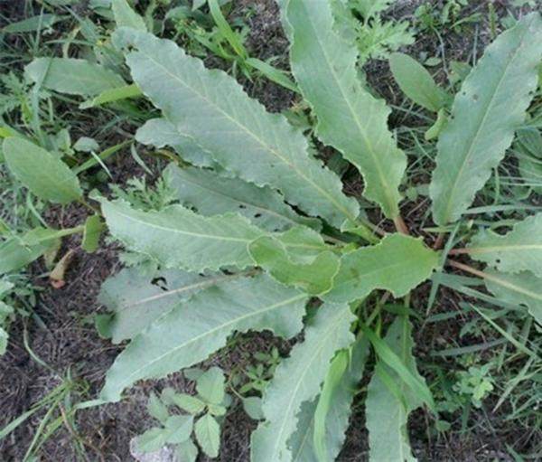 深山土大黄,人们所说的土大黄