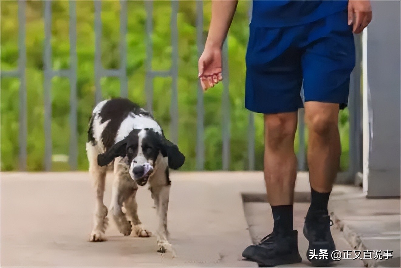 立功警犬被伤,功勋犬拍戏被炸死驯养员哭出血