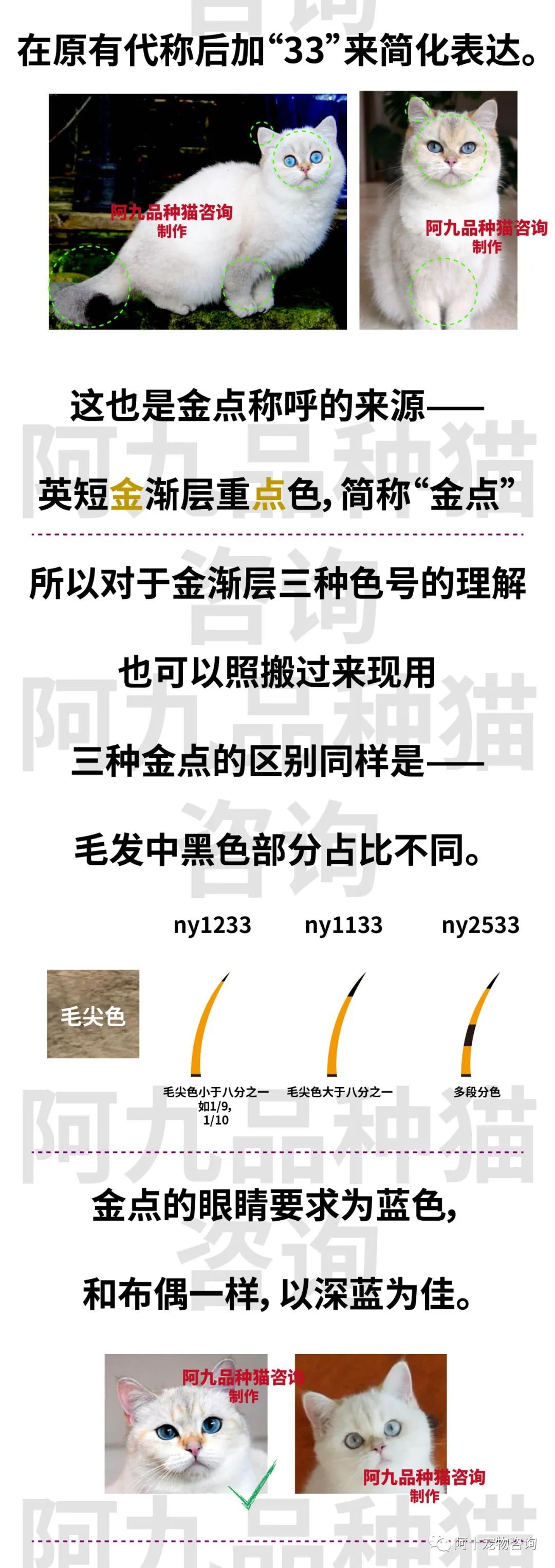 英国短毛猫蓝金渐层特征,英国短毛猫金渐层十一色