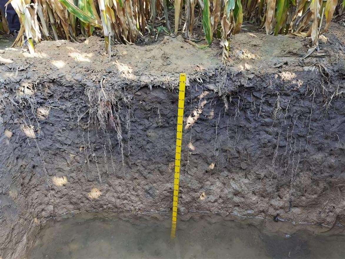 黑土为什么被称为土地中的大熊猫,野生大熊猫值钱吗