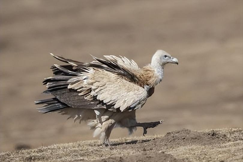 河北出现大鸟喜鹊追随,河北上空惊现大鸟原视频