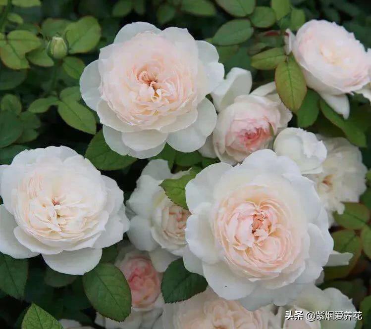 哪些月季仙气十足,又美又香的月季品种