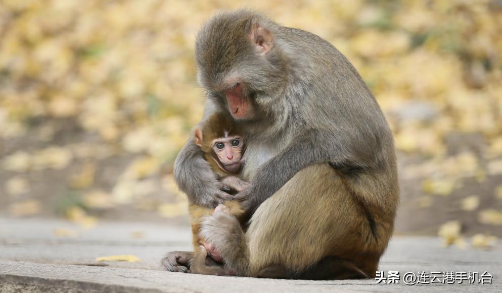 连云港应急管理局,连云港疫情应急处置通告
