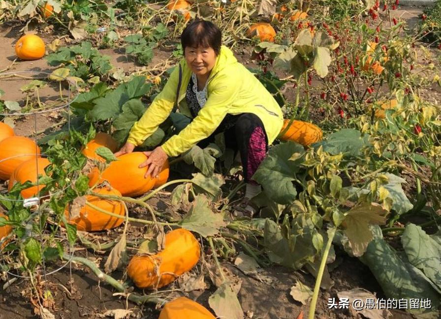 农村创业的真实经历,创业失败回农村老家的真实生活