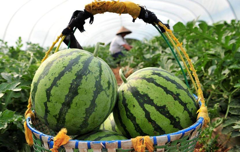 韩国一个西瓜折合成人民币多少钱,韩国西瓜价格人民币