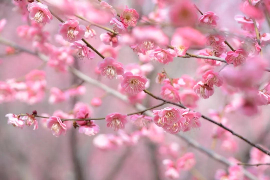 每日好诗五绝冬忆海棠,每日好诗旧体诗