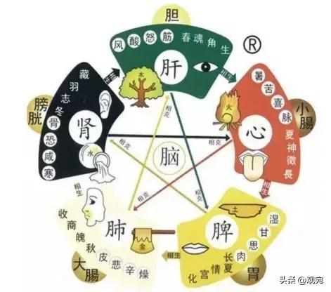 益于心脏的中草药,益肝肾健脾胃的药