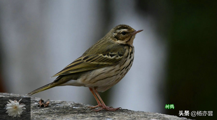 鑰佸疄鏈垎璇楀彞,鑰佸疄鏈垎