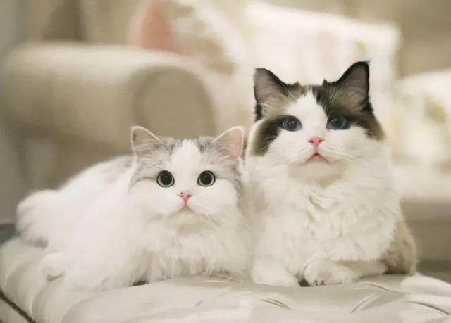 铲屎官快看看图片,铲屎官怎么看猫咪的粑粑是否健康