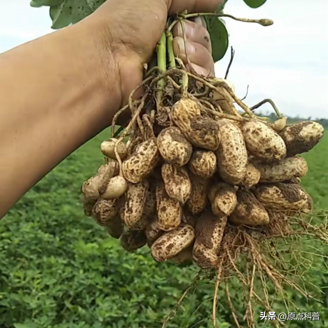 生豆角吃了会中毒吗,生豆角生吃多少就会中毒