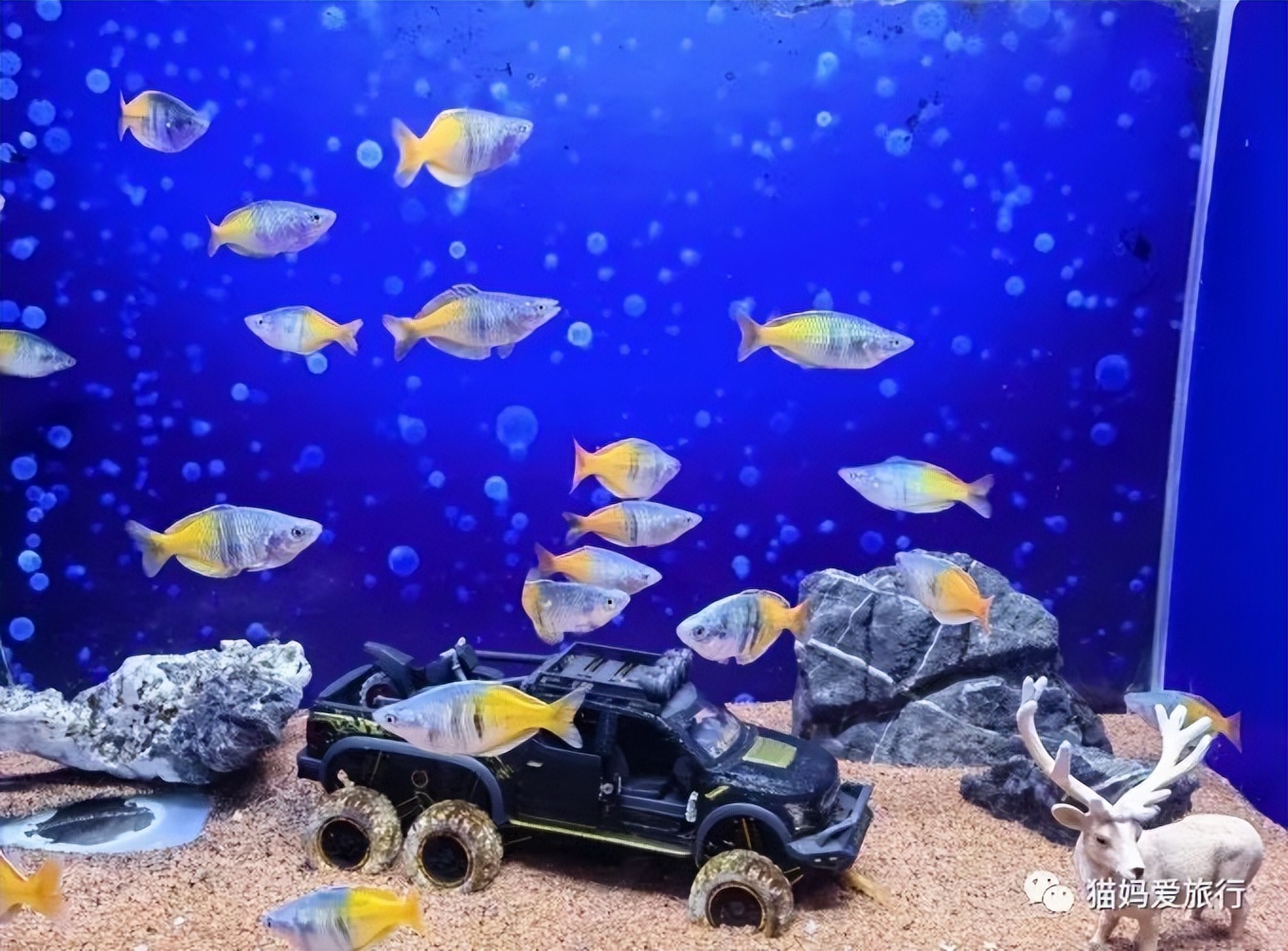 青岛过年遛娃好去处,青岛遛娃圣地