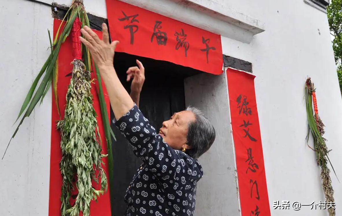 端午挂艾草什么时间挂最好,小叶艾草和大叶艾草哪个适用端午