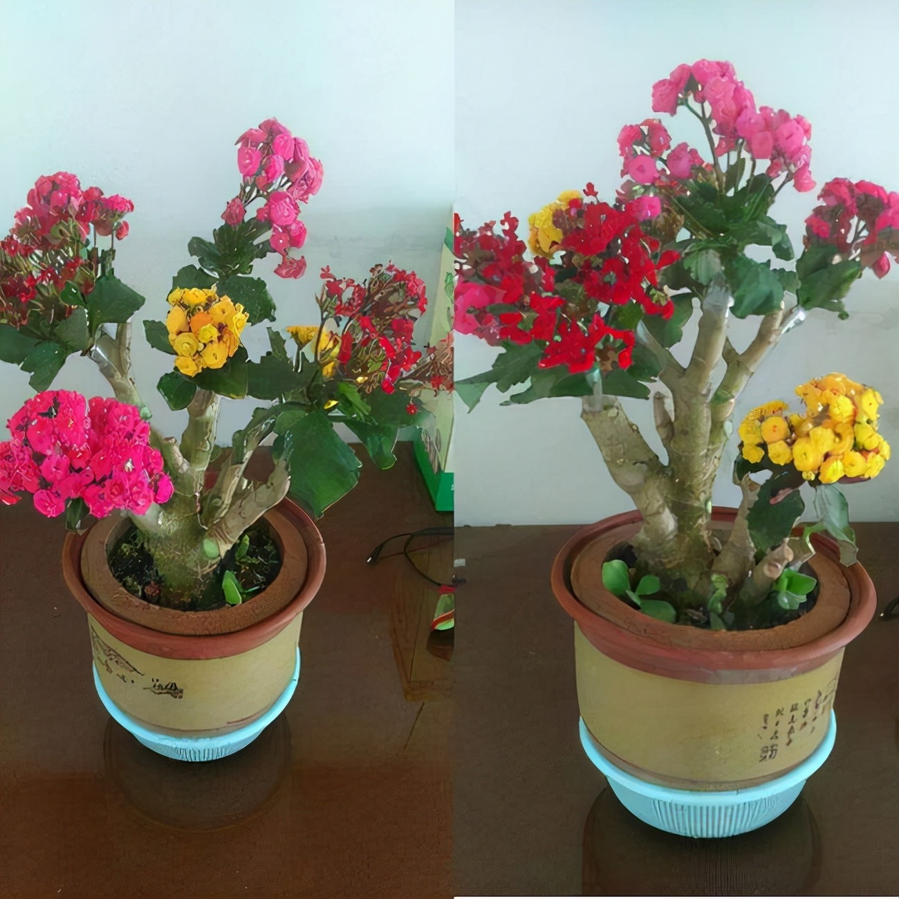 养在家里富贵花有哪些品种,盆栽富贵花怎么种植最好