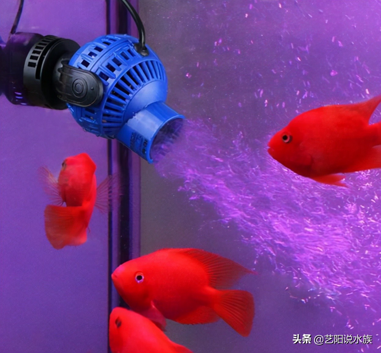 龙鱼气泡病原因,龙鱼水质波动引起水泡怎么办