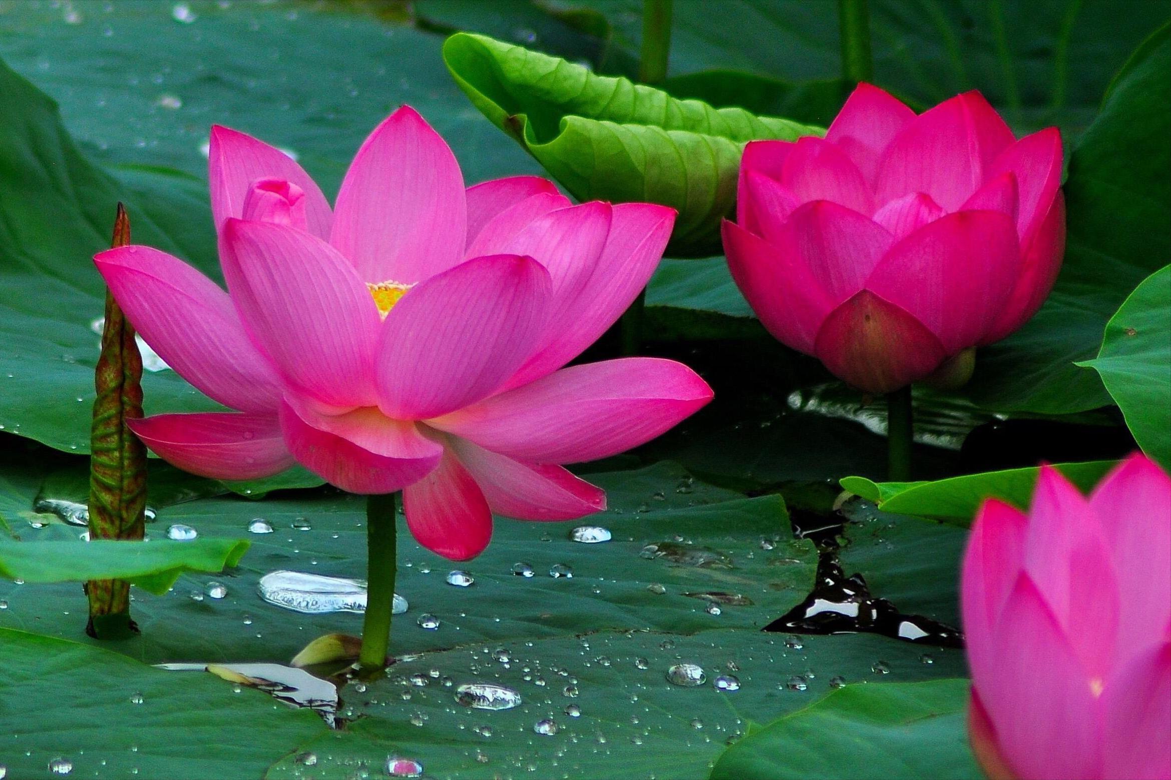 夏天下雪的诗词,朱湘的诗词夏天