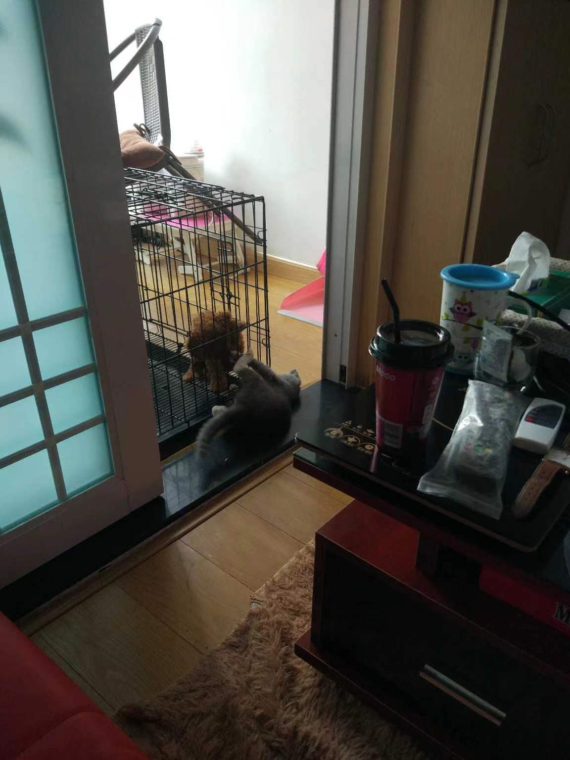 养猫记全集播放,恋猫记2